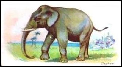 Elephant